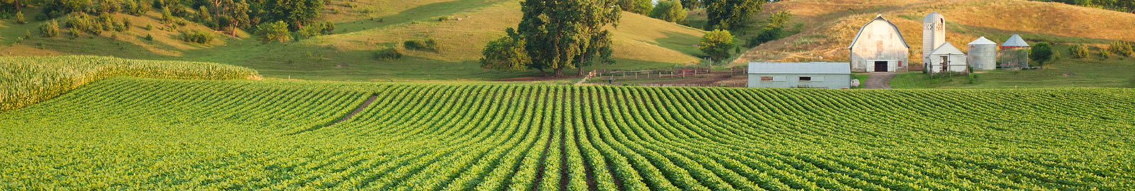 a field full of crops